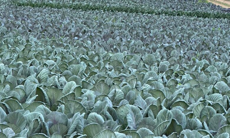 الباحة: من أرض قاحلة إلى واحة زراعية واعدة