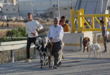 فلسطين الاعلى سعرا في الوطن العرب لثمن الاضاحي